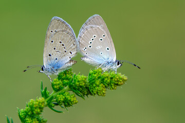 Macro shots, Beautiful nature scene. Closeup beautiful butterfly sitting on the flower in a summer garden.