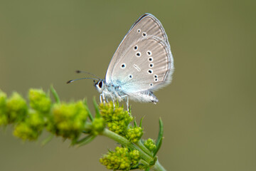 Macro shots, Beautiful nature scene. Closeup beautiful butterfly sitting on the flower in a summer garden.