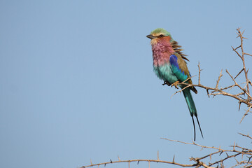 Gabelracke / Lilac-breasted roller / Coracias caudata