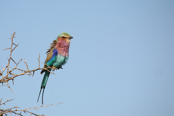 Gabelracke / Lilac-breasted roller / Coracias caudata