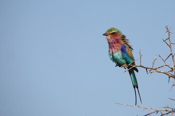 Gabelracke / Lilac-breasted roller / Coracias caudata