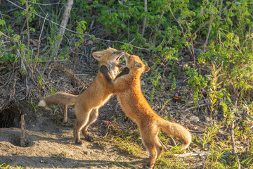 Red Fox Kits Playing in Alaska