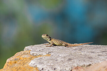 hermoso y lindo reptil, posando y tomando el sol tranquilamente sobre su piedra