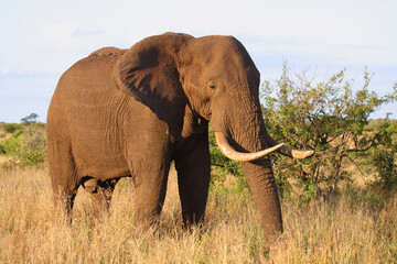 Naklejka premium Afrikanischer Elefant / African elephant / Loxodonta africana