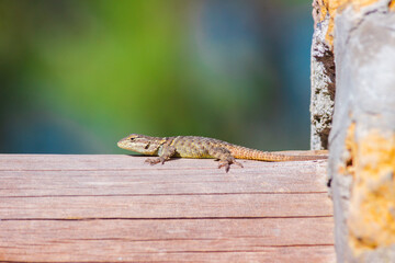linda y pequeña lagartija tomando el sol una tarde de verano
