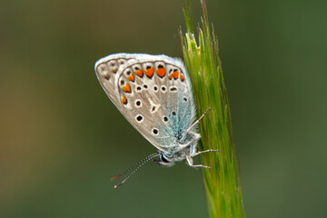 Macro shots, Beautiful nature scene. Closeup beautiful butterfly sitting on the flower in a summer garden.