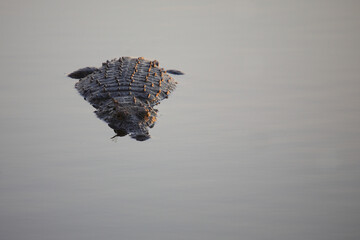 Nilkrokodil / Nile crocodile / Crocodylus niloticus