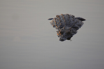 Nilkrokodil / Nile crocodile / Crocodylus niloticus