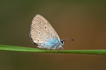 Macro shots, Beautiful nature scene. Closeup beautiful butterfly sitting on the flower in a summer garden.