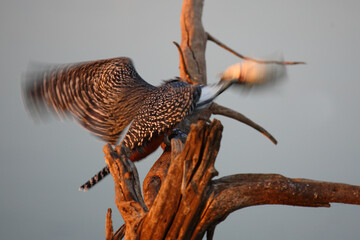 Graufischer / Pied kingfisher / Ceryle rudis
