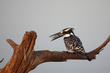 Graufischer / Pied kingfisher / Ceryle rudis