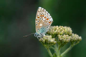 Macro shots, Beautiful nature scene. Closeup beautiful butterfly sitting on the flower in a summer garden.