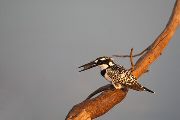 Graufischer / Pied kingfisher / Ceryle rudis