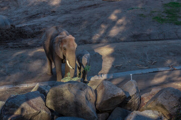 hermosa madre elefante y su cría bebe contentos y bebiendo agua mientras juegan.  © Gustavo