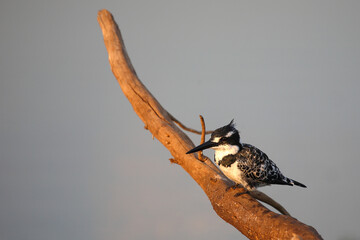 Graufischer / Pied kingfisher / Ceryle rudis
