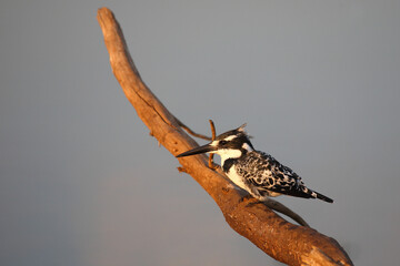 Graufischer / Pied kingfisher / Ceryle rudis