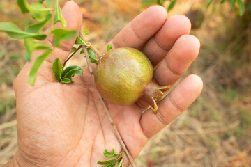 Hand picking up the pomegranate fruit from tree.