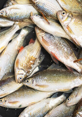 Close up nature group of raw freshwater fish, Common silver barb catch in basin.Countryside thailand.