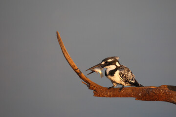 Graufischer / Pied kingfisher / Ceryle rudis