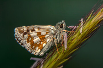  Macro Photography of Moth on Twig of Plant.