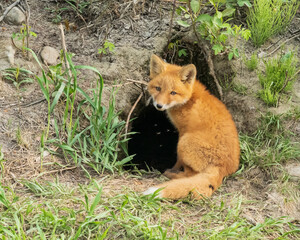Red Fox Kit Suffering Relentless Mosquitos in Alaska