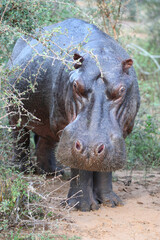 Flußpferd / Hippopotamus / Hippopotamus amphibius