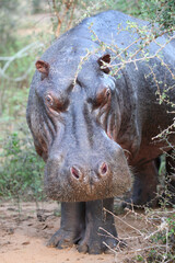 Flußpferd / Hippopotamus / Hippopotamus amphibius