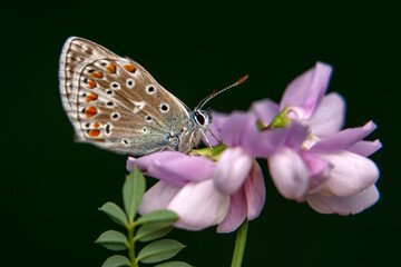 Macro shots, Beautiful nature scene. Closeup beautiful butterfly sitting on the flower in a summer garden.