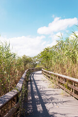 Vertical view of a wooden pathway surrounded by lots of greenery with a blue summer sky. Everglades, Florida