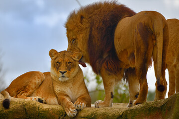 Amour féroce  © ERIC RAMIARAMANANA