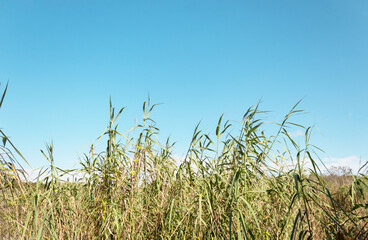 Very long grass with a blue sky in the background