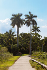 Palm trees at the end of a path and lots of greenery around during a sunny day