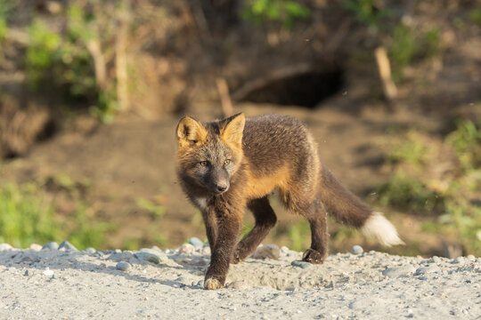 A Red Cross Fox Kit in Alaska