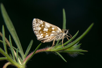 Macro Photography of Moth on Twig of Plant.