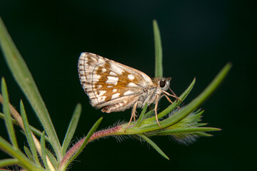  Macro Photography of Moth on Twig of Plant.