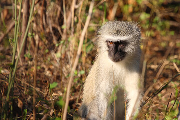 Grüne Meerkatze / Vervet monkey / Cercopithecus aethiops .