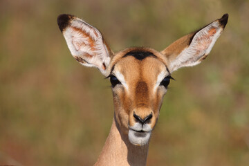 Schwarzfersenantilope / Impala / Aepyceros melampus
