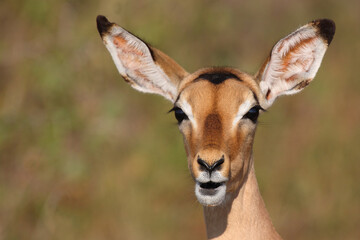 Schwarzfersenantilope / Impala / Aepyceros melampus