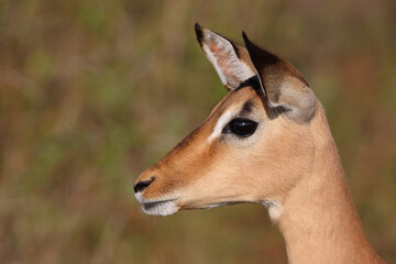 Schwarzfersenantilope / Impala / Aepyceros melampus