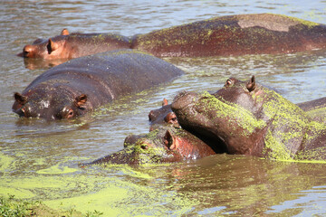 Fototapeta premium Flußpferd / Hippopotamus / Hippopotamus amphibius