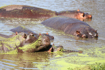 Fototapeta premium Flußpferd / Hippopotamus / Hippopotamus amphibius
