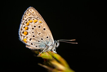 Macro shots, Beautiful nature scene. Closeup beautiful butterfly sitting on the flower in a summer garden.