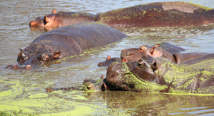 Fototapeta premium Flußpferd / Hippopotamus / Hippopotamus amphibius