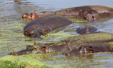Flußpferd / Hippopotamus / Hippopotamus amphibius.