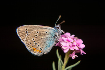 Macro shots, Beautiful nature scene. Closeup beautiful butterfly sitting on the flower in a summer garden.