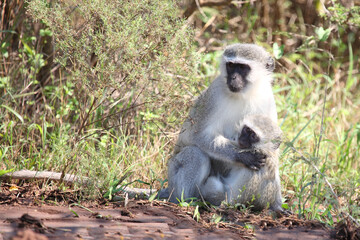 Grüne Meerkatze / Vervet monkey / Cercopithecus aethiops ..