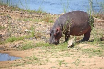 Flußpferd / Hippopotamus / Hippopotamus amphibius