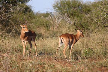 Schwarzfersenantilope / Impala / Aepyceros melampus