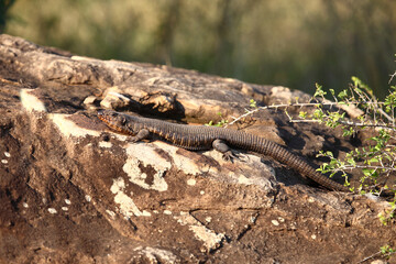 Felsen-Schildechse / Giant plated lizard / Gerrhosaurus validus