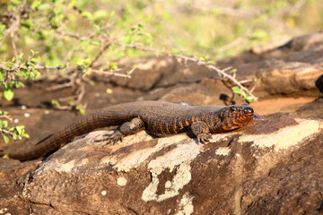 Felsen-Schildechse / Giant plated lizard / Gerrhosaurus validus